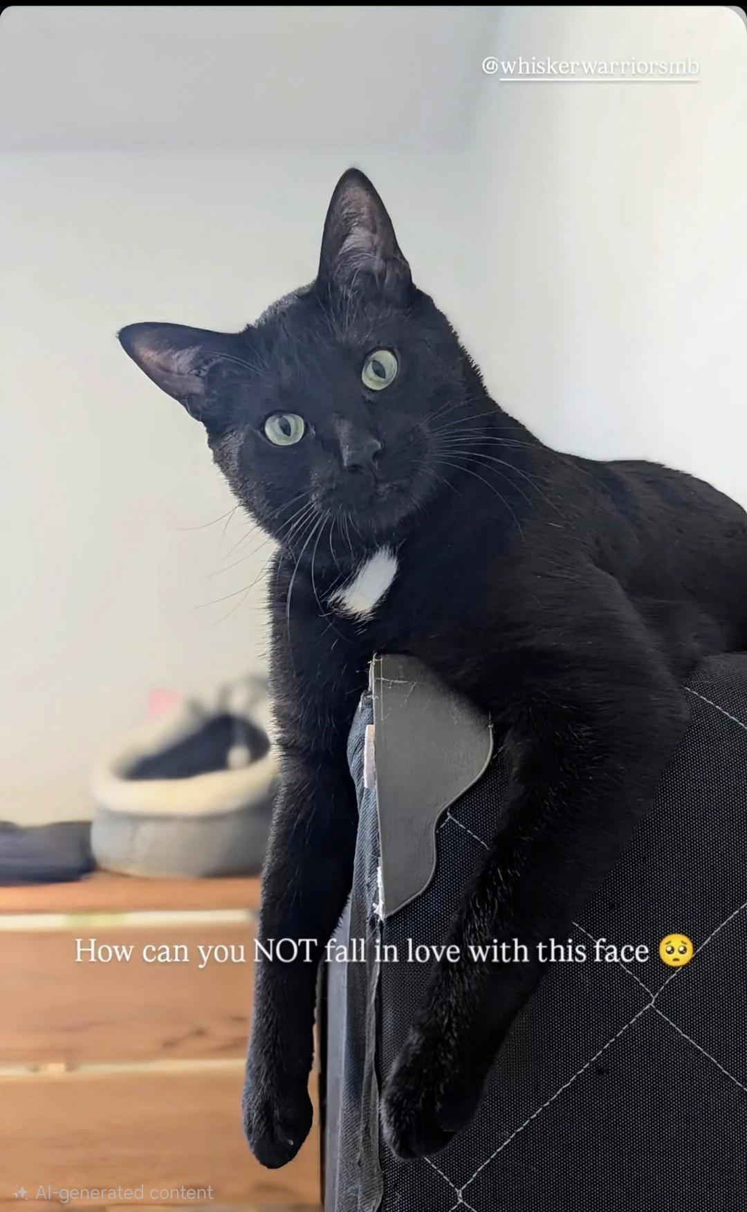 Winston Black, ADOPTABLE, Young Male Domestic Short Hair.