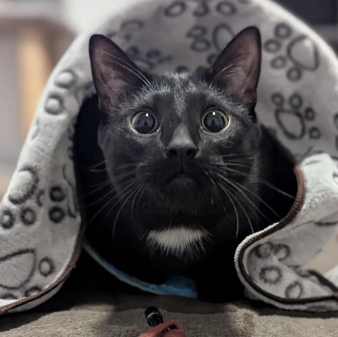 Enlarge Winston Black, a ADOPTABLE Domestic Short Hair in Winnipeg, MB image 6/6
