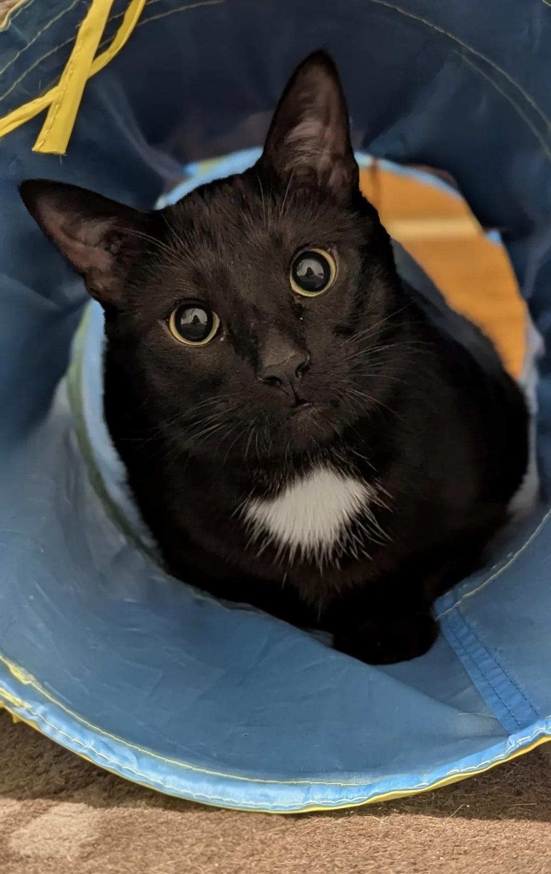 Winston Black, ADOPTABLE, Young Male Domestic Short Hair.