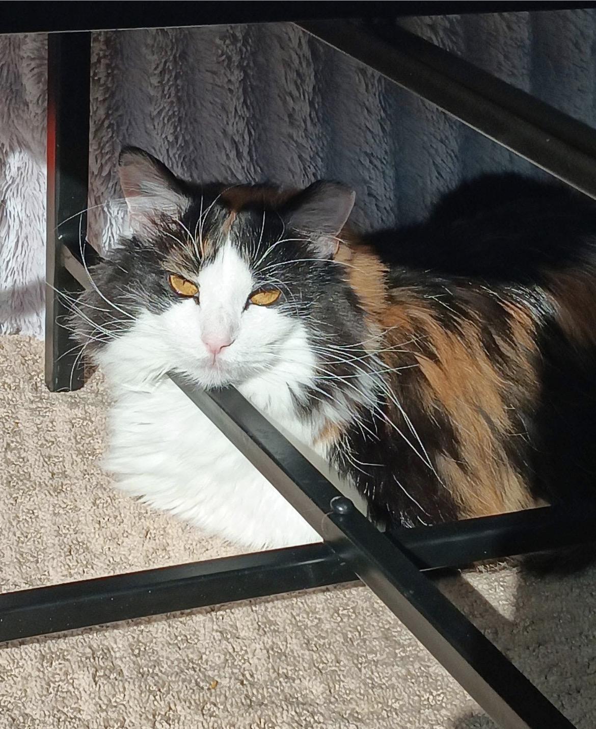 Enlarge Peaches, a Adopted Domestic Long Hair in Cincinnati, OH image 2/2