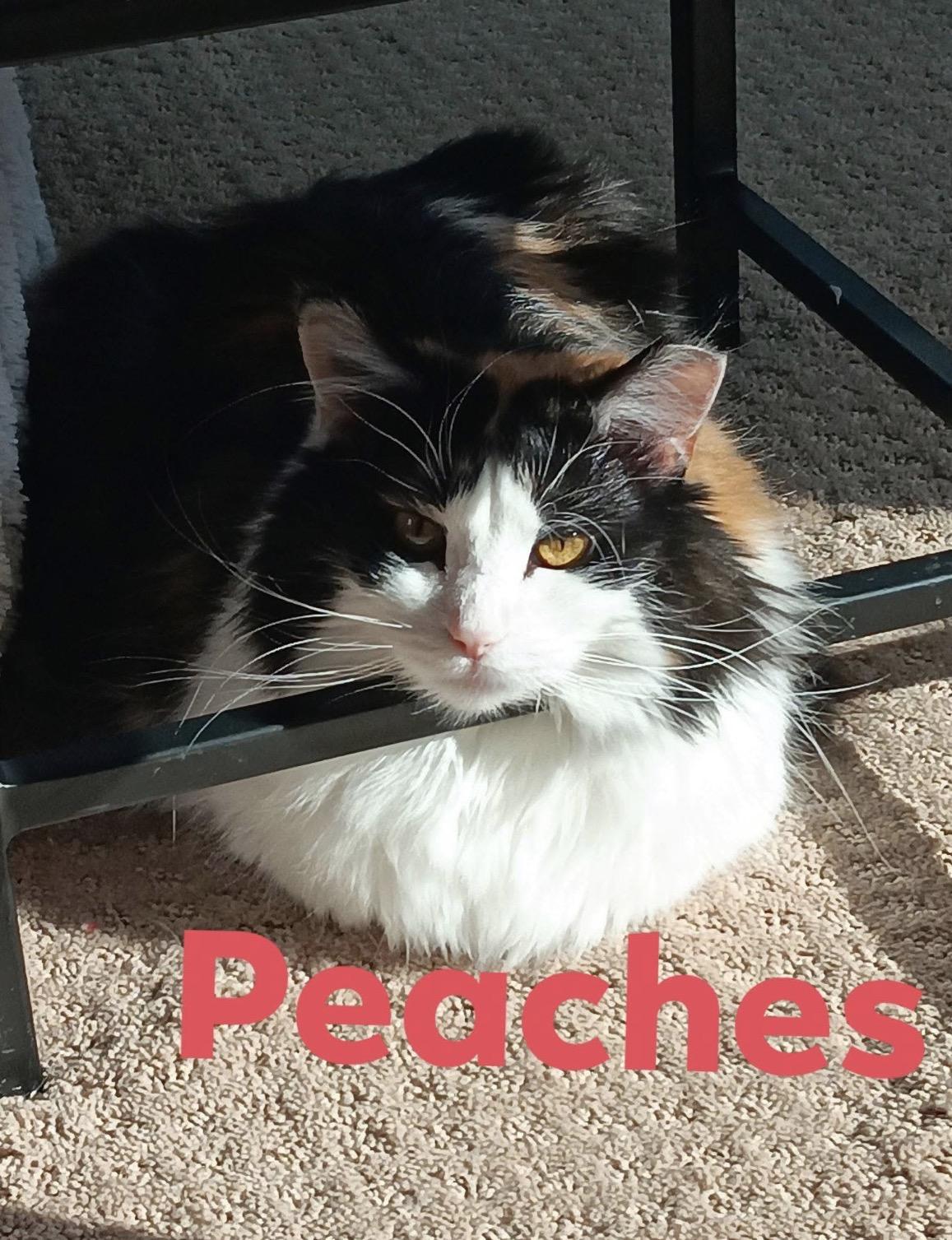 Peaches, Adopted, Adult Female Domestic Long Hair.