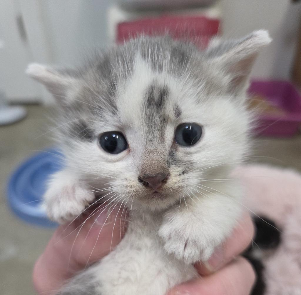Buckaroo, Adoptable, Kitten Male Domestic Short Hair.