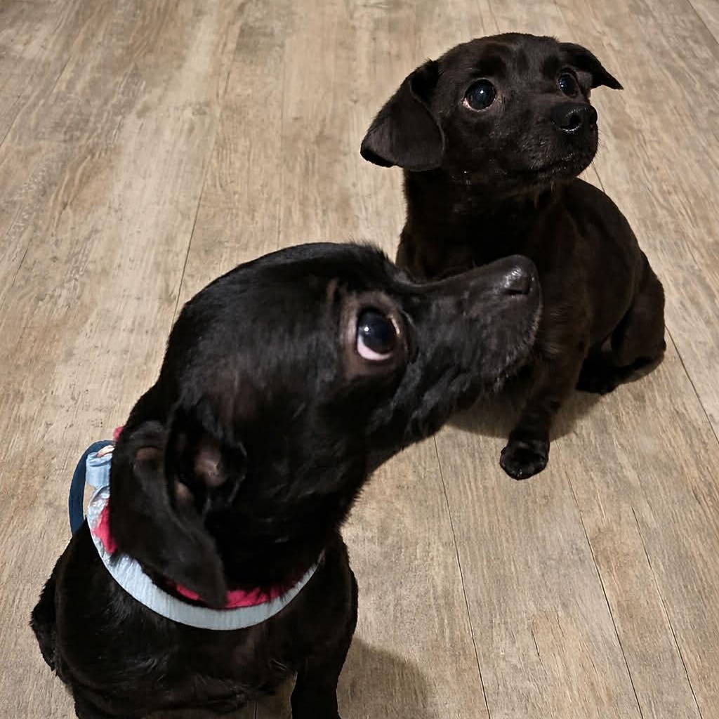 Enlarge Courtesy Posting CeCe, a ADOPTABLE Chihuahua in Middletown, NJ image 3/3