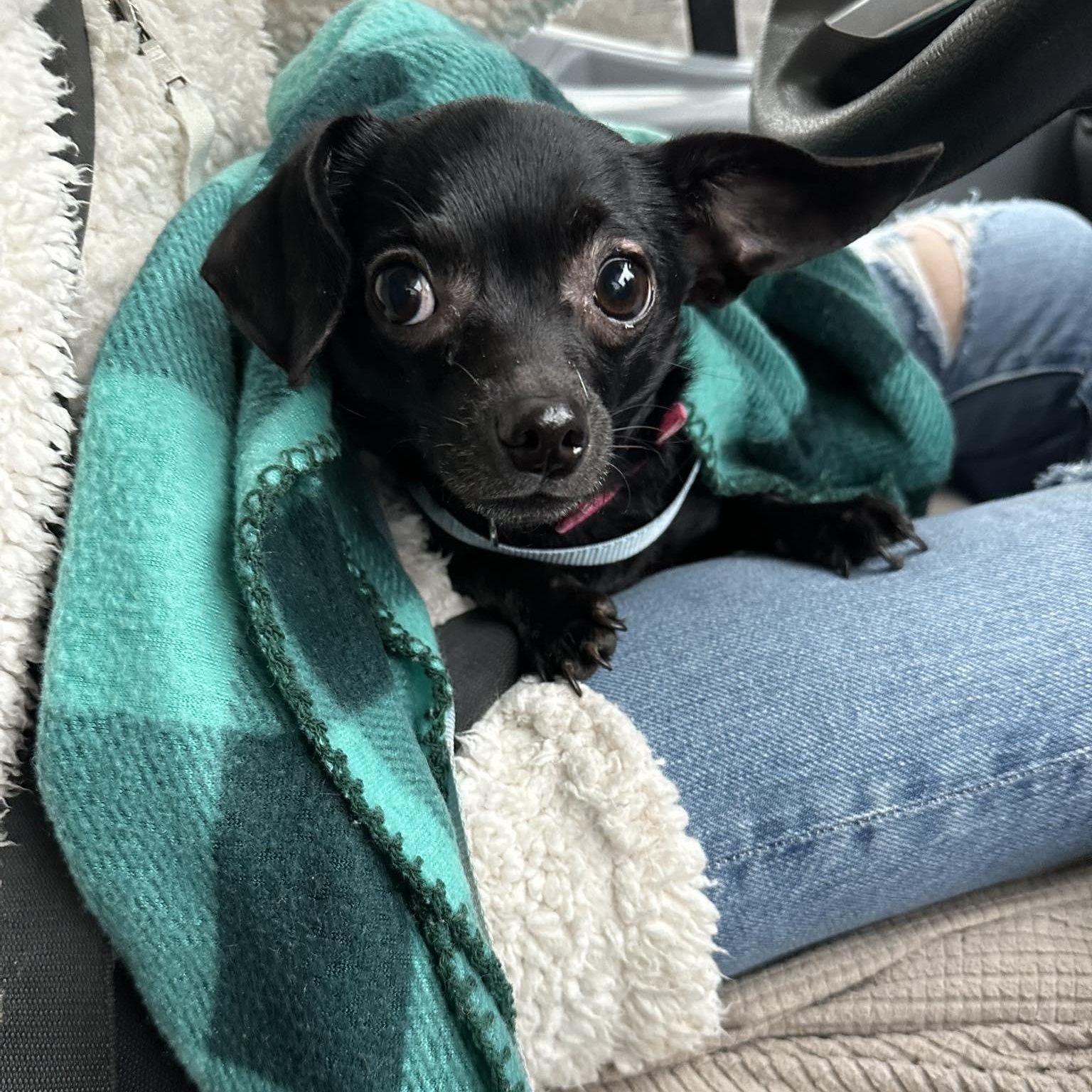 Enlarge Courtesy Posting CeCe, a ADOPTABLE Chihuahua in Middletown, NJ image 1/3