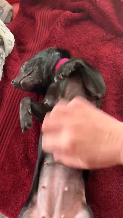 Enlarge Courtesy Posting CeCe, a ADOPTABLE Chihuahua in Middletown, NJ video 2/3