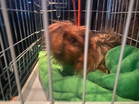 Alf, Adoptable, Adult Male Yorkshire Terrier.