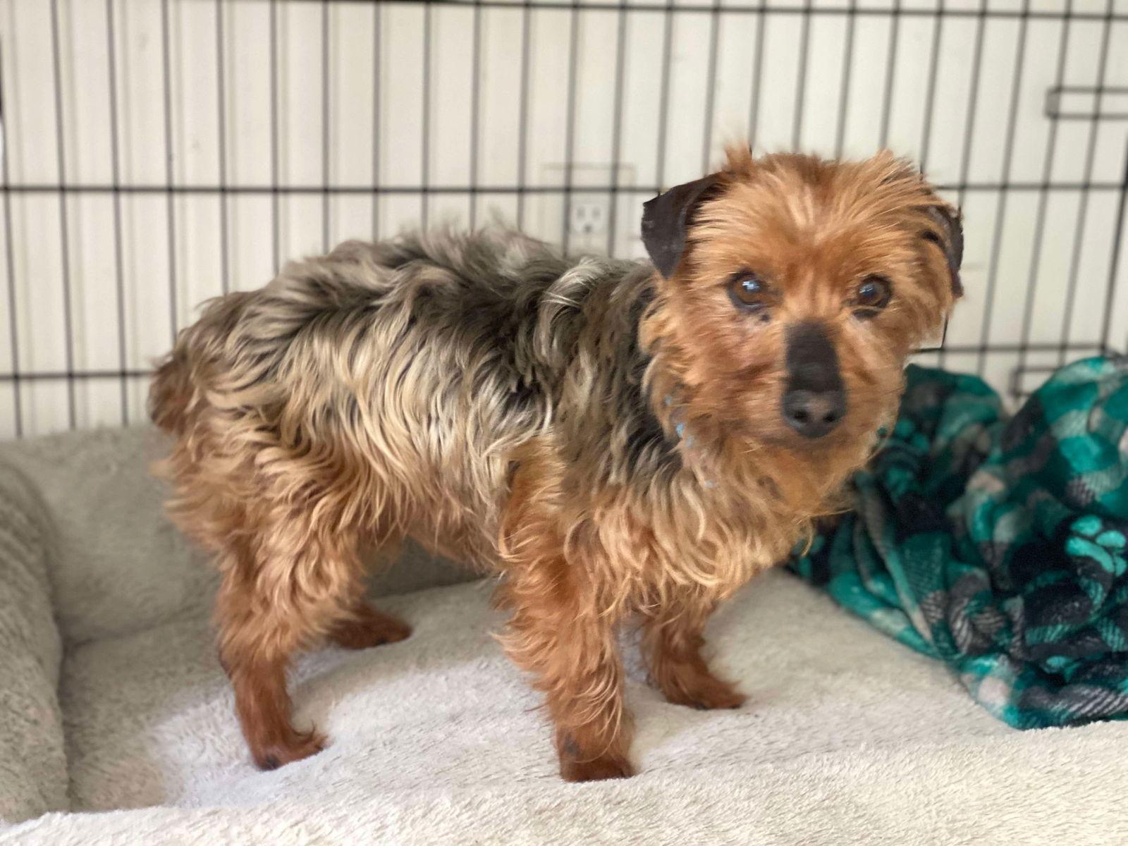 Enlarge Alf, a Adoptable Yorkshire Terrier in Lewistown, PA image 2/3