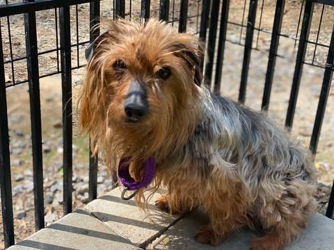 Enlarge Alf, a Adoptable Yorkshire Terrier in Lewistown, PA image 3/3