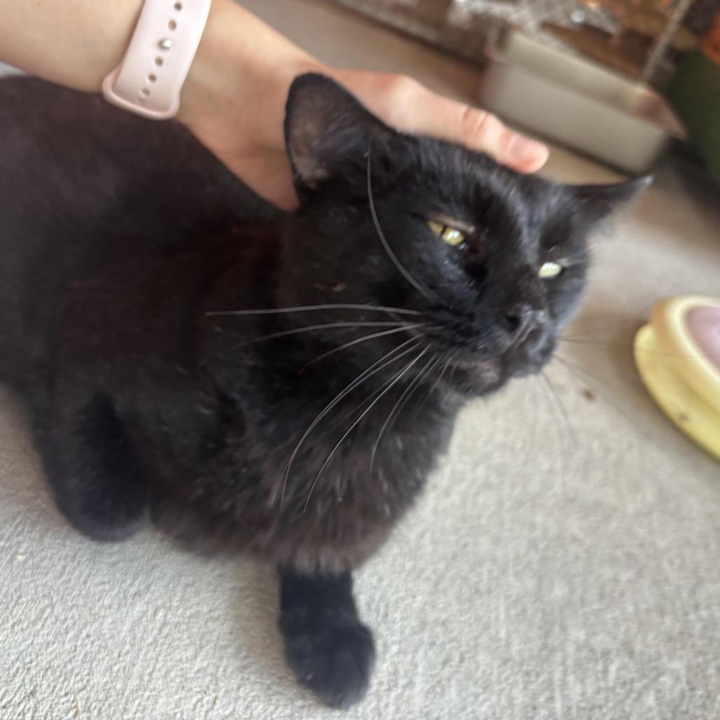 Enlarge Vinny, a Adoptable Domestic Short Hair in Waynesburg, PA image 2/6