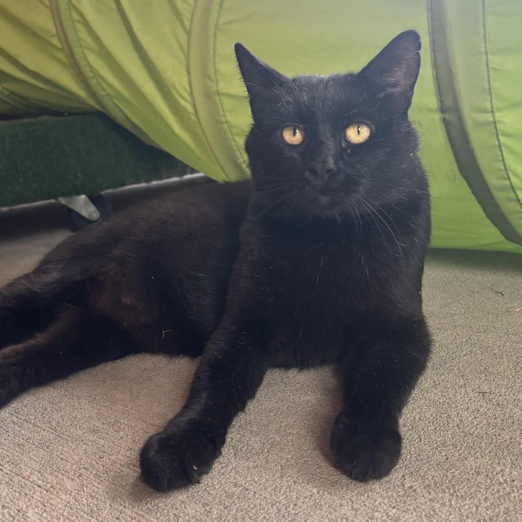 Enlarge Vinny, a Adoptable Domestic Short Hair in Waynesburg, PA image 3/6