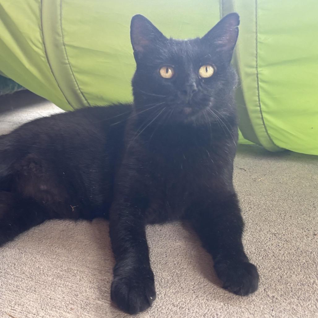 Vinny, Adoptable, Adult Male Domestic Short Hair.