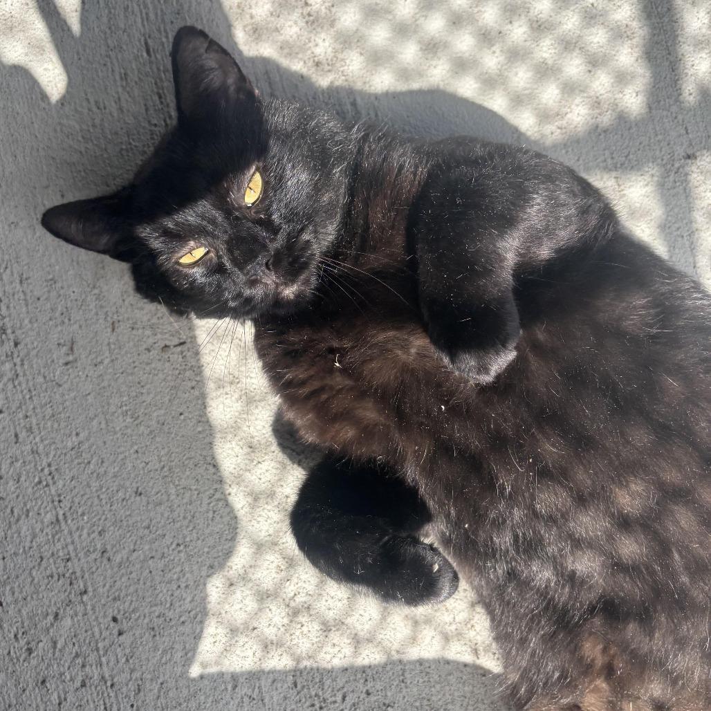 Enlarge Vinny, a Adoptable Domestic Short Hair in Waynesburg, PA image 5/6