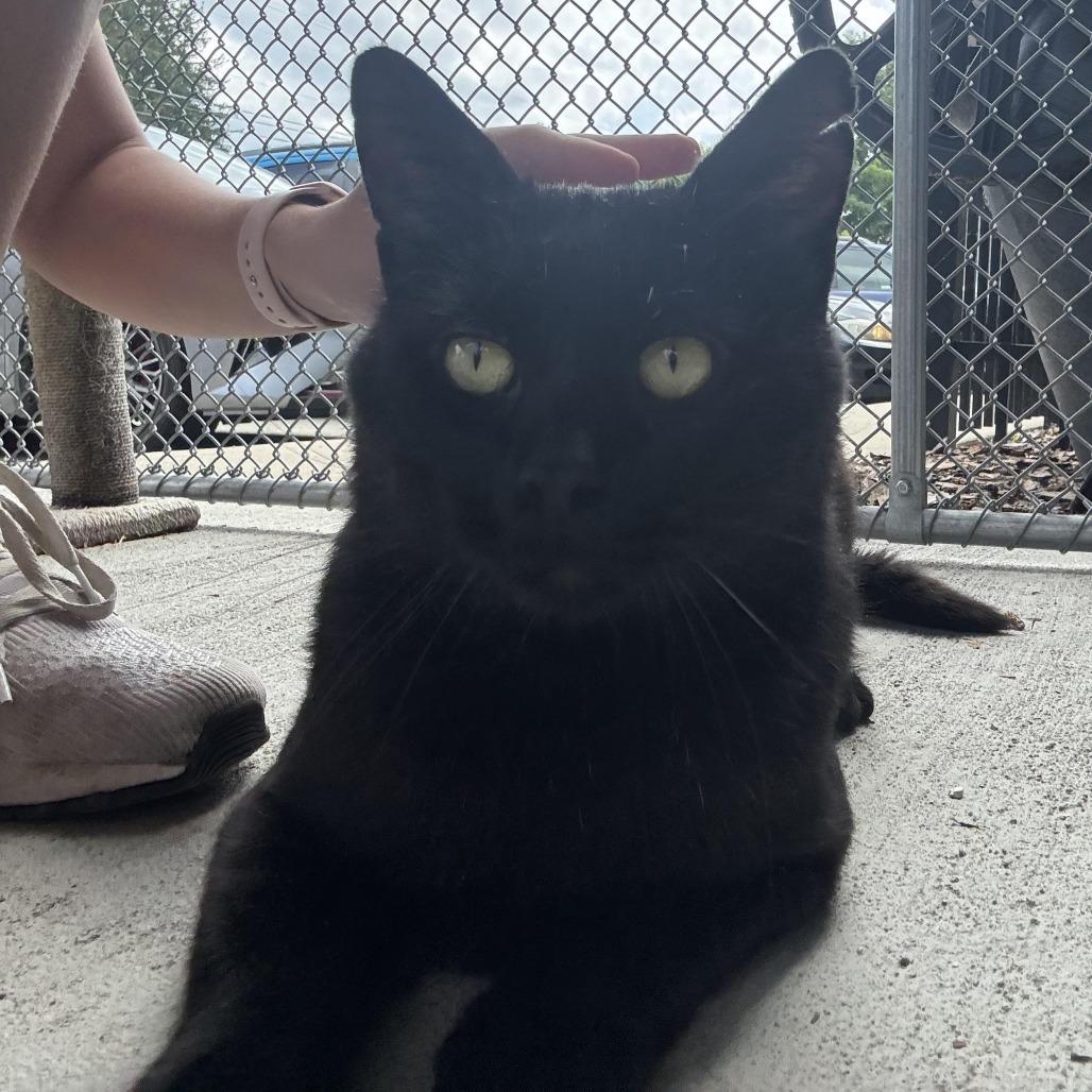 Enlarge Vinny, a Adoptable Domestic Short Hair in Waynesburg, PA image 6/6