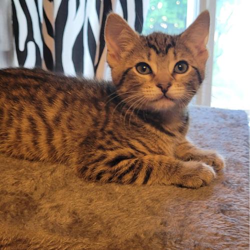 Lola, Adoptable, Young Female Tabby.