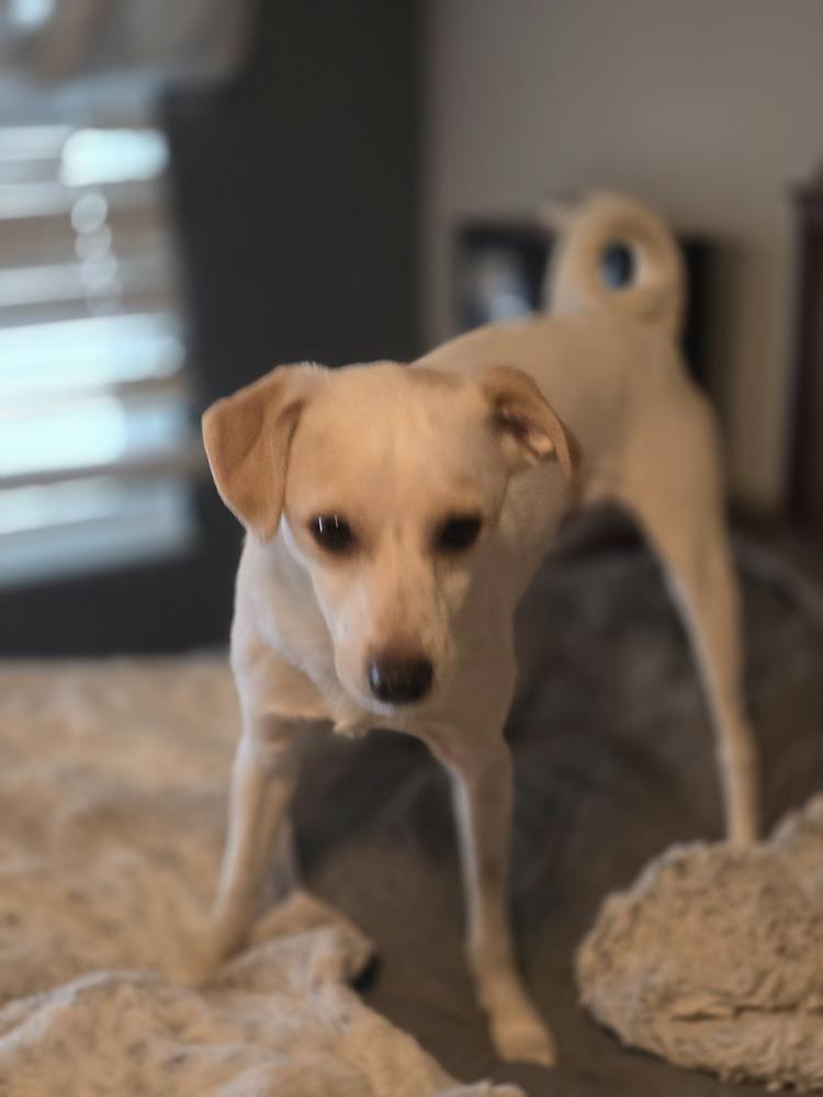 Johnny, Adoptable, Adult Male Chihuahua.