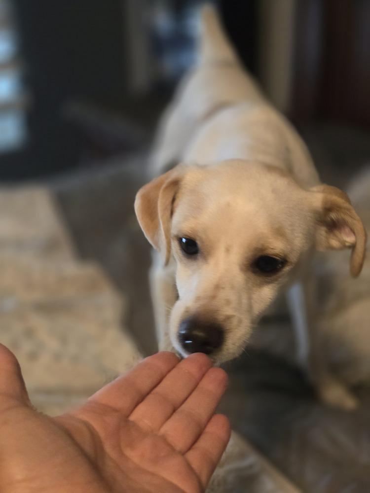 Enlarge Johnny, a Adoptable Chihuahua in Albuquerque, NM image 2/4