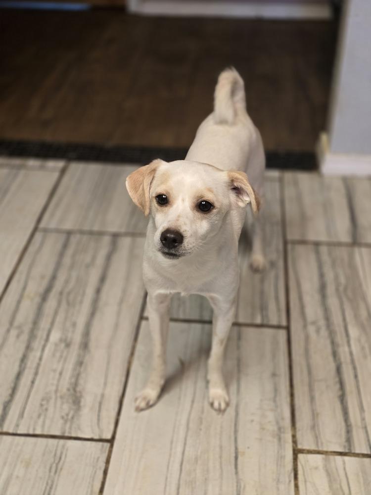 Enlarge Johnny, a Adoptable Chihuahua in Albuquerque, NM image 3/4