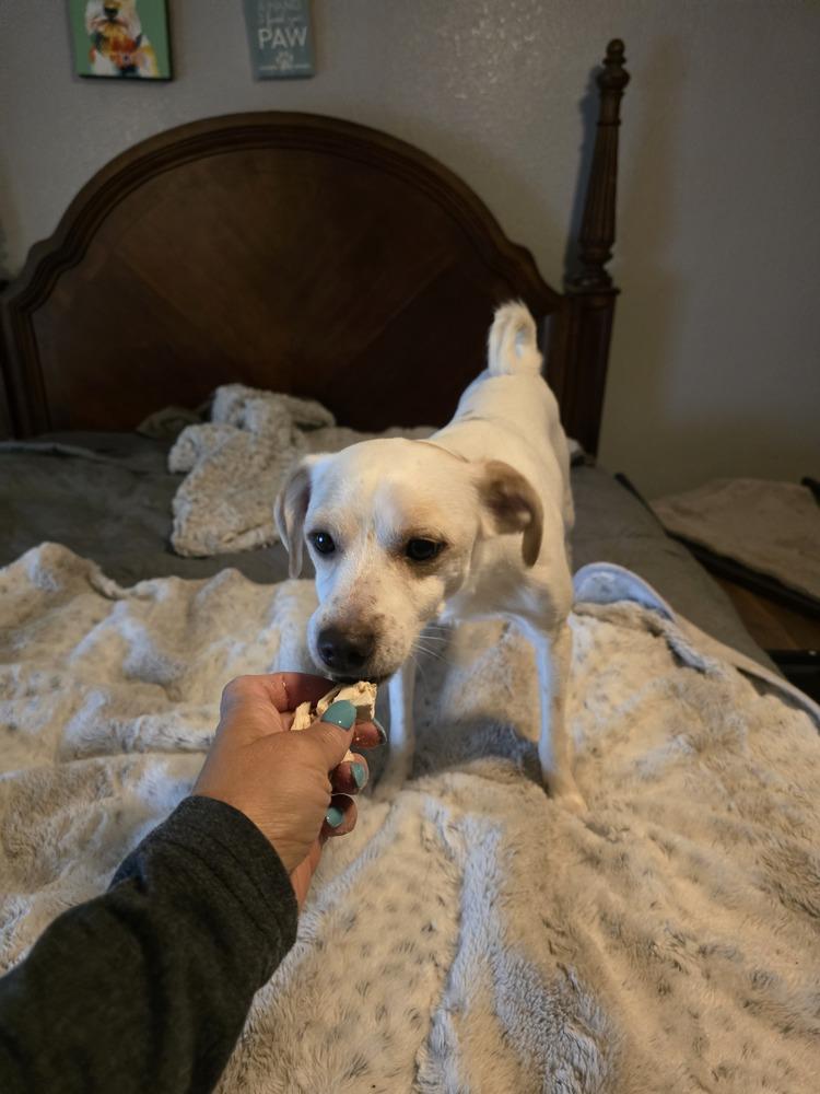 Enlarge Johnny, a Adoptable Chihuahua in Albuquerque, NM image 4/4