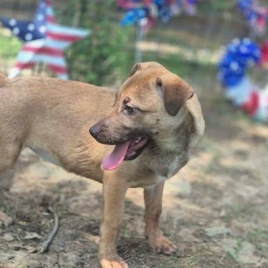 Enlarge Bea, a Adoptable mixed breed in Dover, AR image 1/3