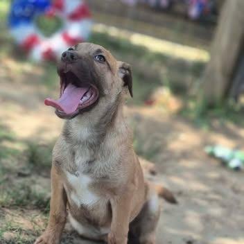 Enlarge Bea, a Adoptable mixed breed in Dover, AR image 2/3