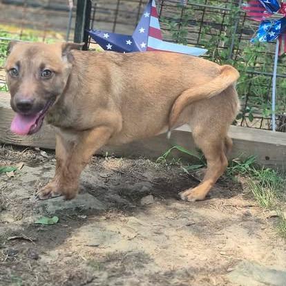 Enlarge Bea, a Adoptable mixed breed in Dover, AR image 3/3