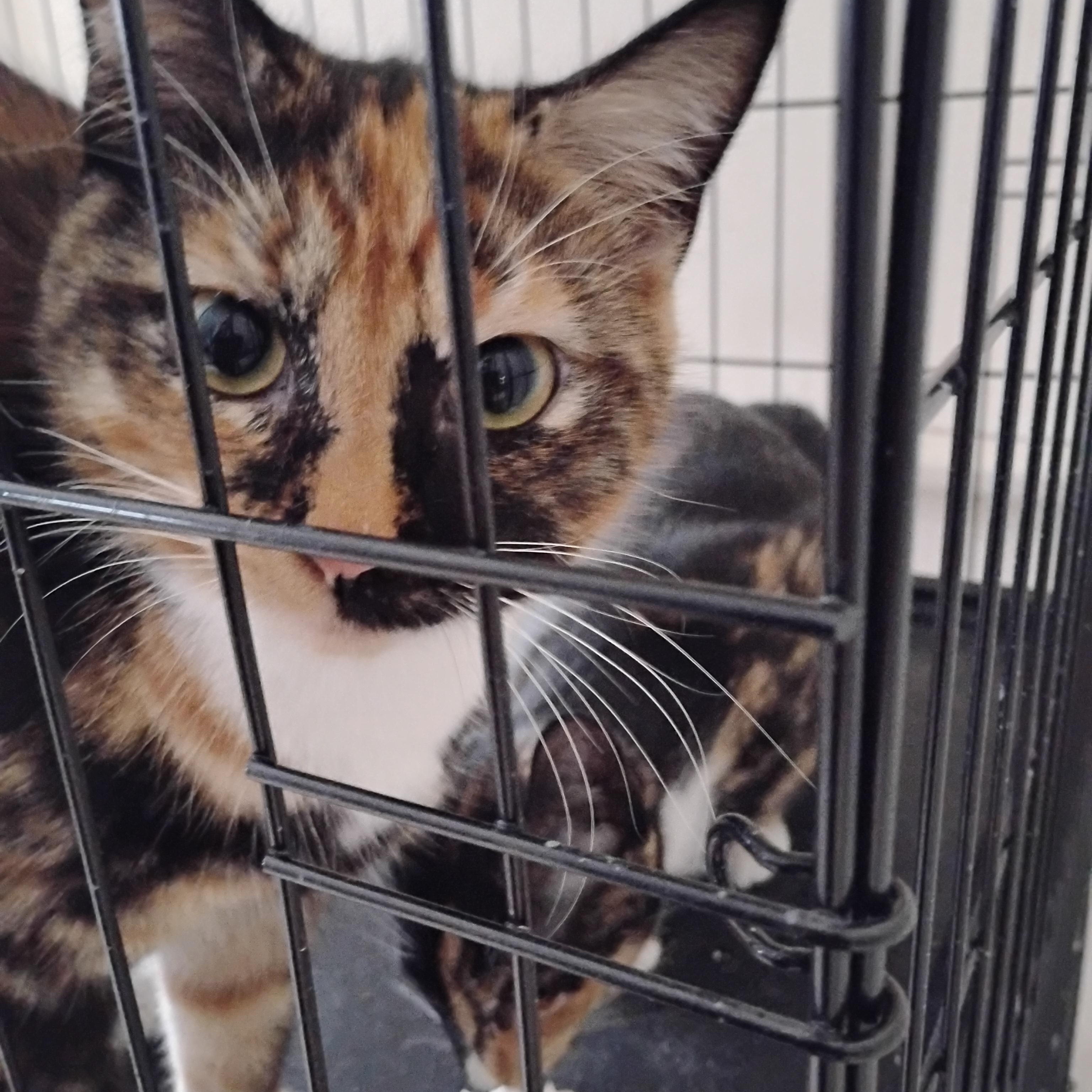 Snickers, ADOPTABLE, Young Female Domestic Medium Hair.