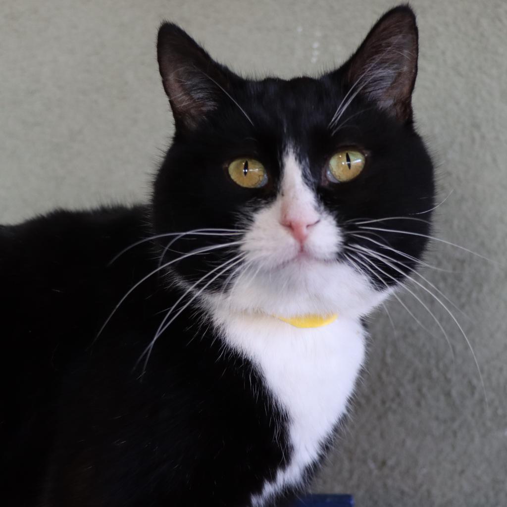 Happy Gilmore, Adoptable, Adult Male Domestic Short Hair.