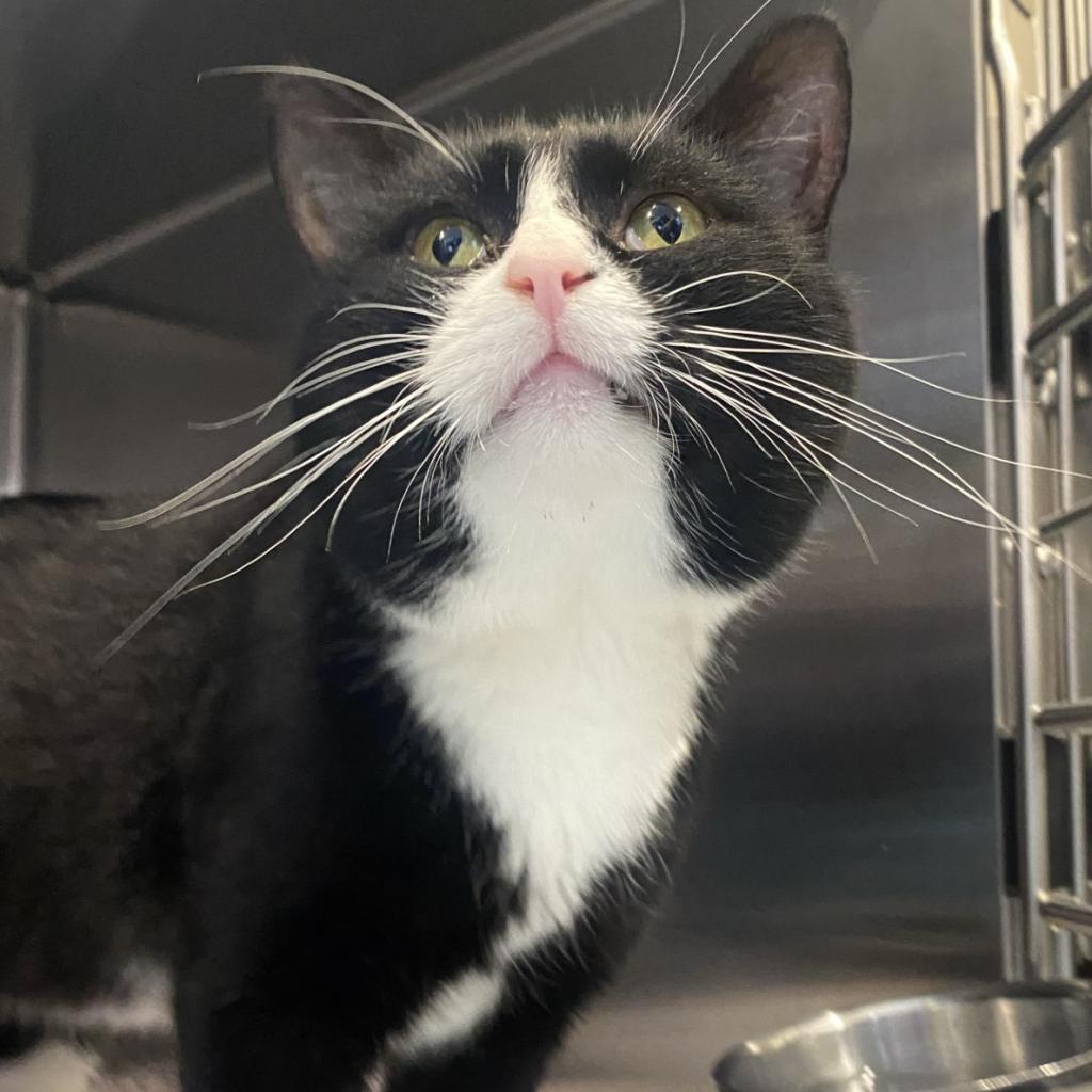 Enlarge Happy Gilmore, a Adoptable Domestic Short Hair in Tucson, AZ image 2/2