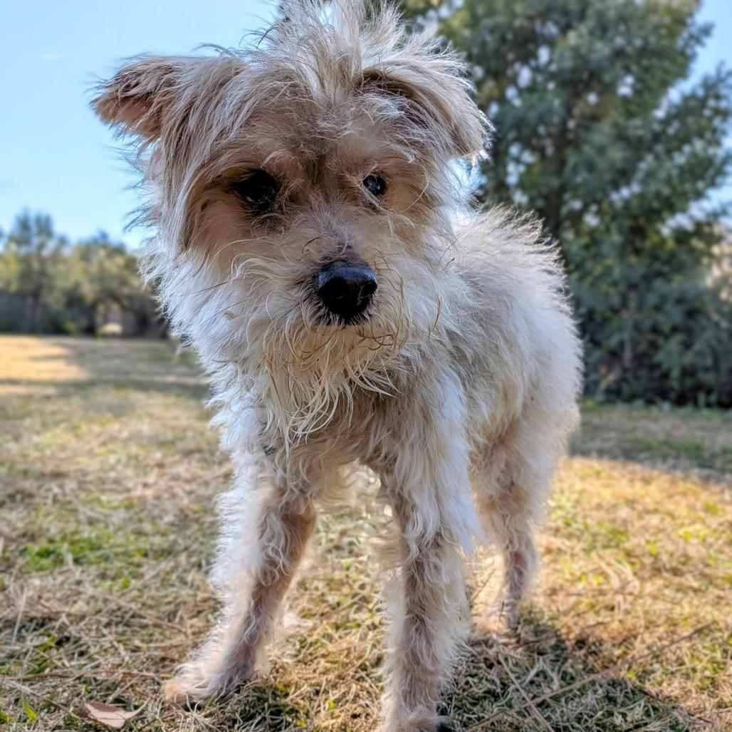 Irving Bailiff (San Antoinio) — thumbnail 5