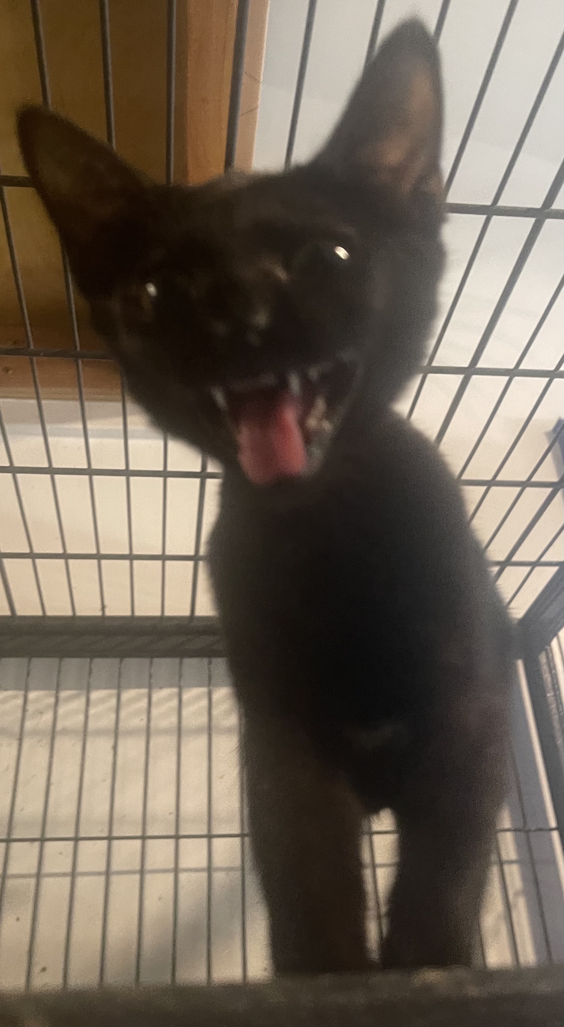 Enlarge Zenica, a Adoptable mixed breed in Los Angeles, CA image 1/4