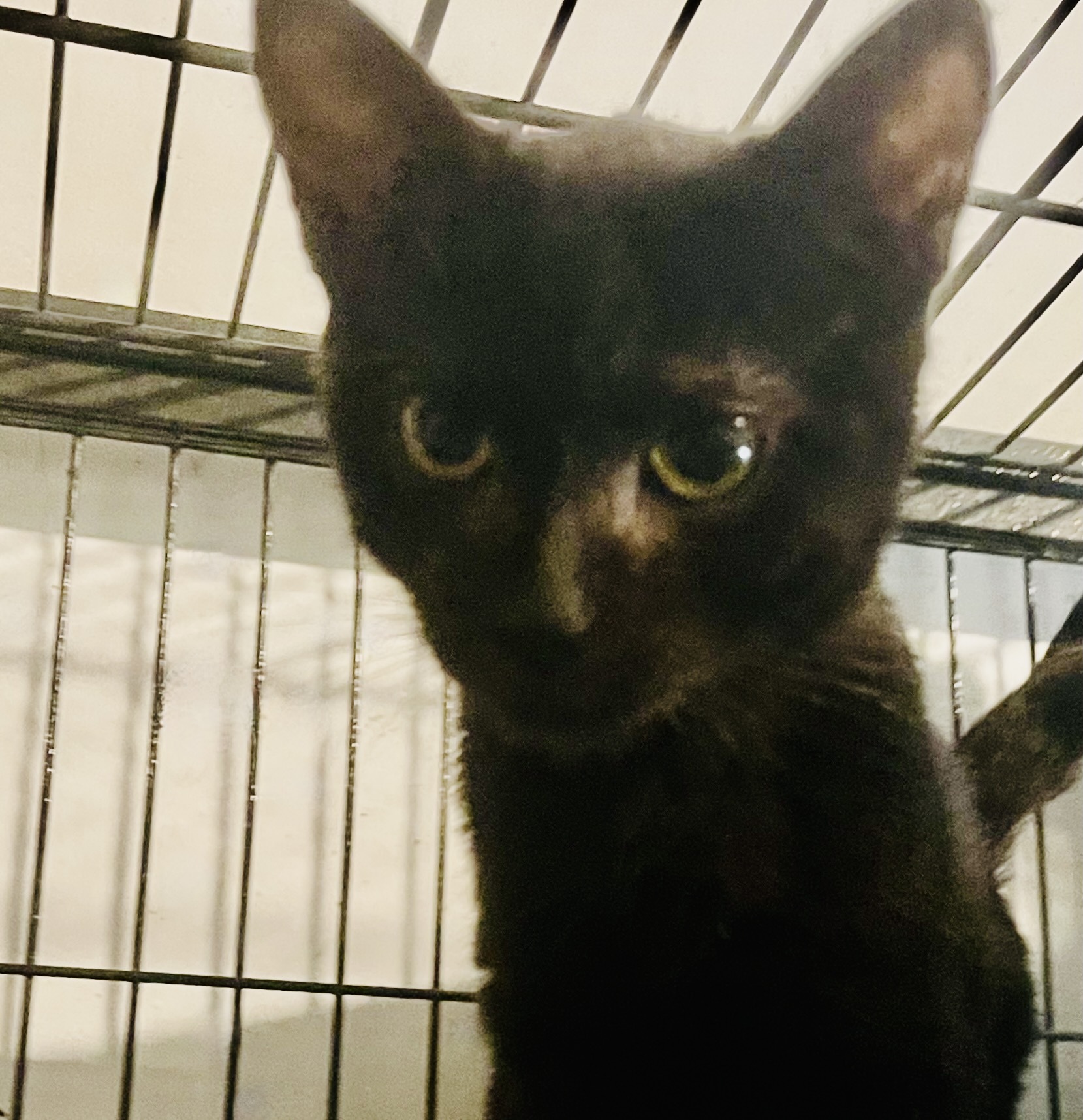 Enlarge Zenica, a Adoptable mixed breed in Los Angeles, CA image 2/4