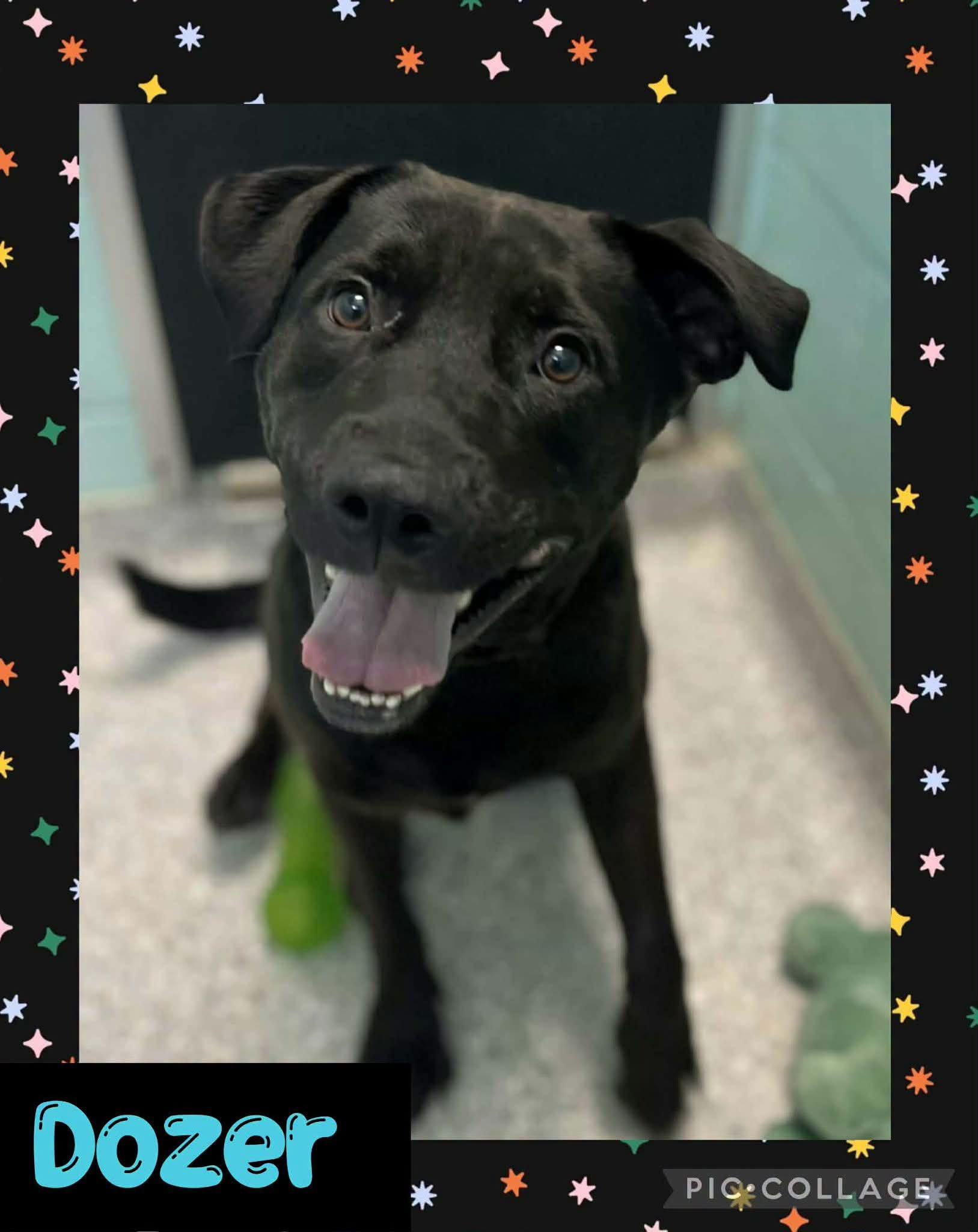 Dozer, Adoptable, Adult Male Mixed Breed.