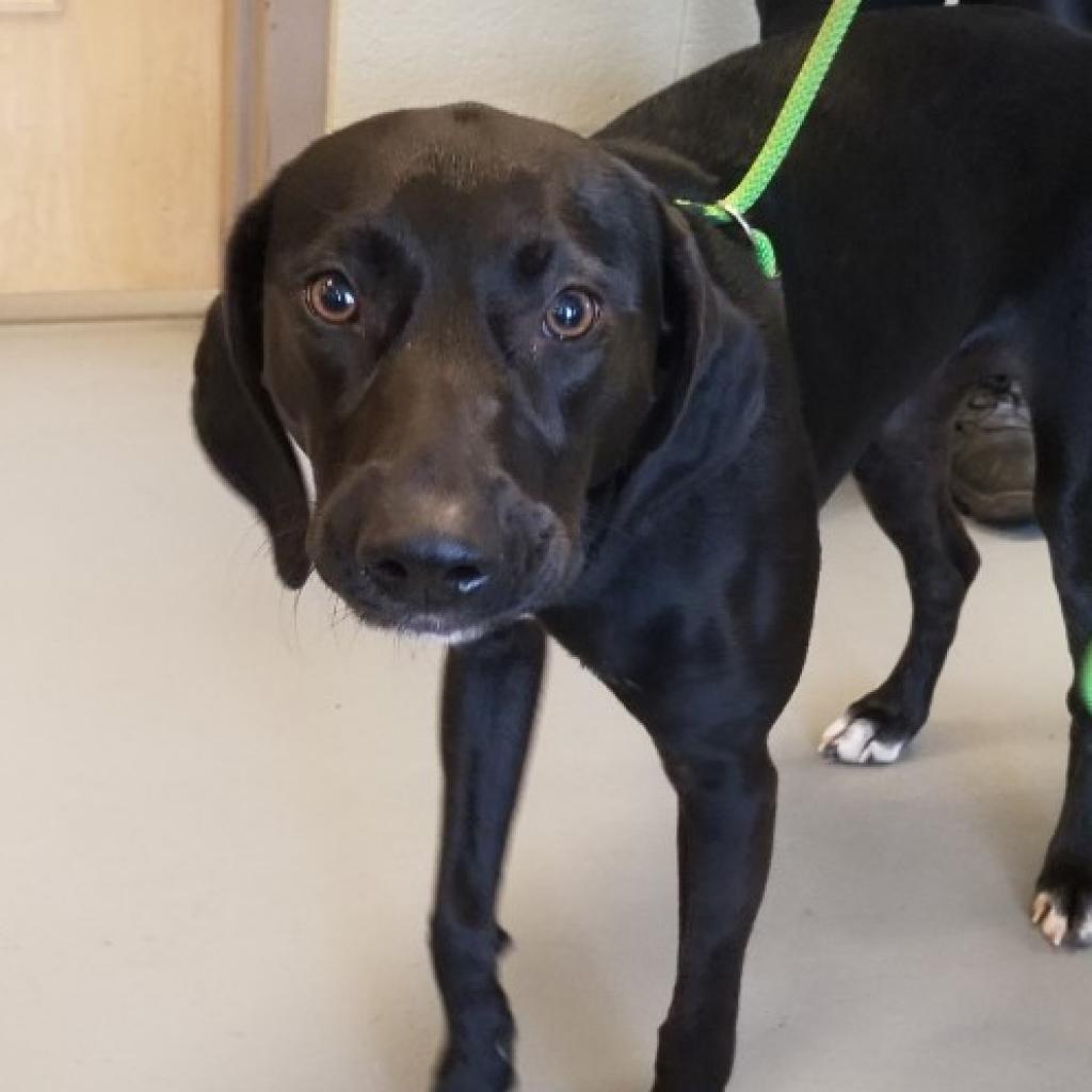 Mellow Yellow, Adoptable, Senior Female Mixed Breed.