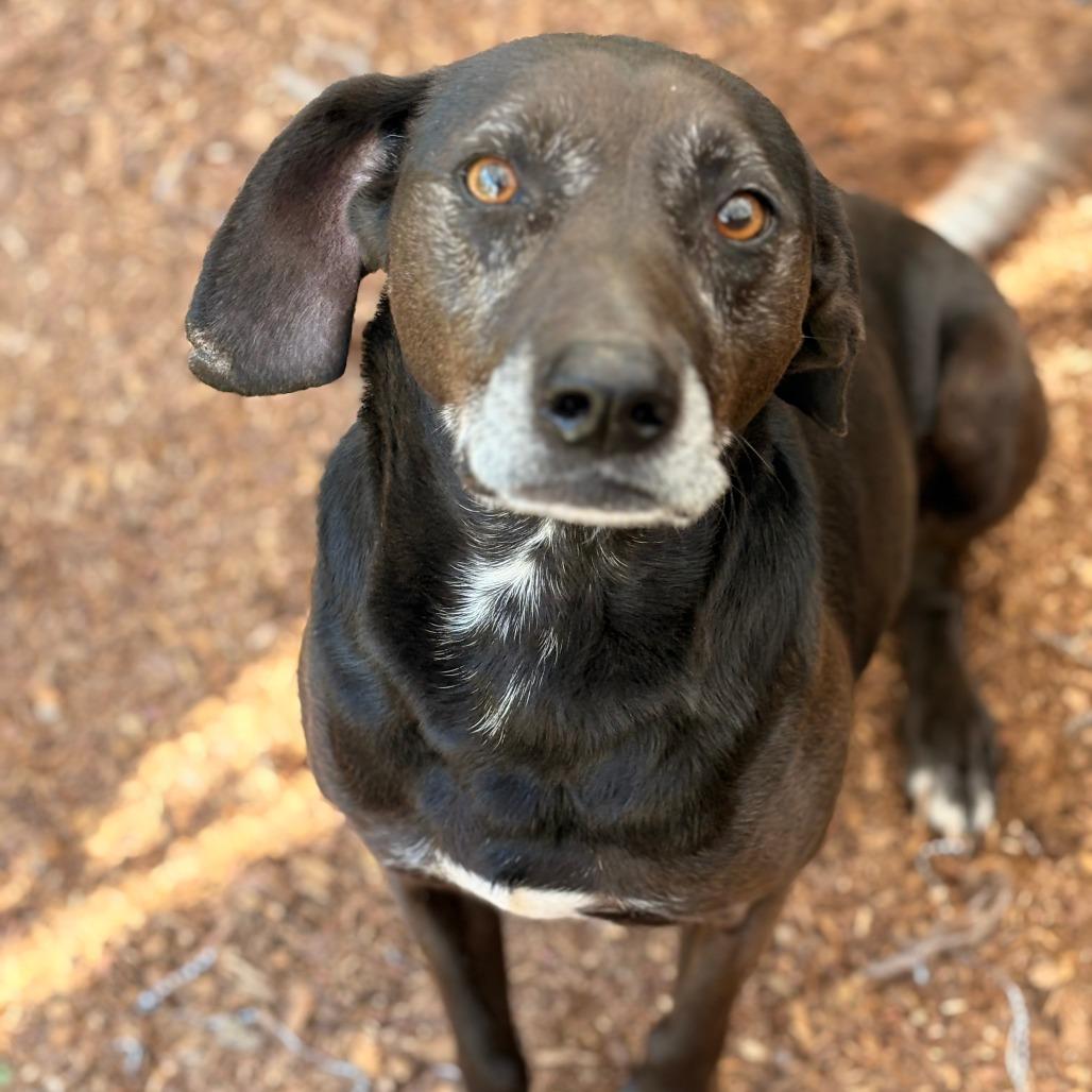 Enlarge Mellow Yellow, a Adoptable Mixed Breed in Asheville, NC image 2/4