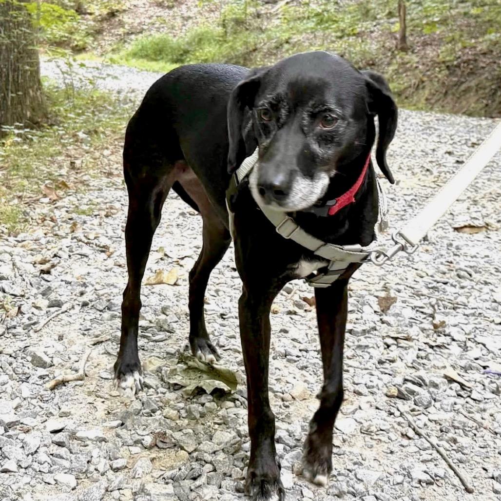 Enlarge Mellow Yellow, a Adoptable Mixed Breed in Asheville, NC image 3/4