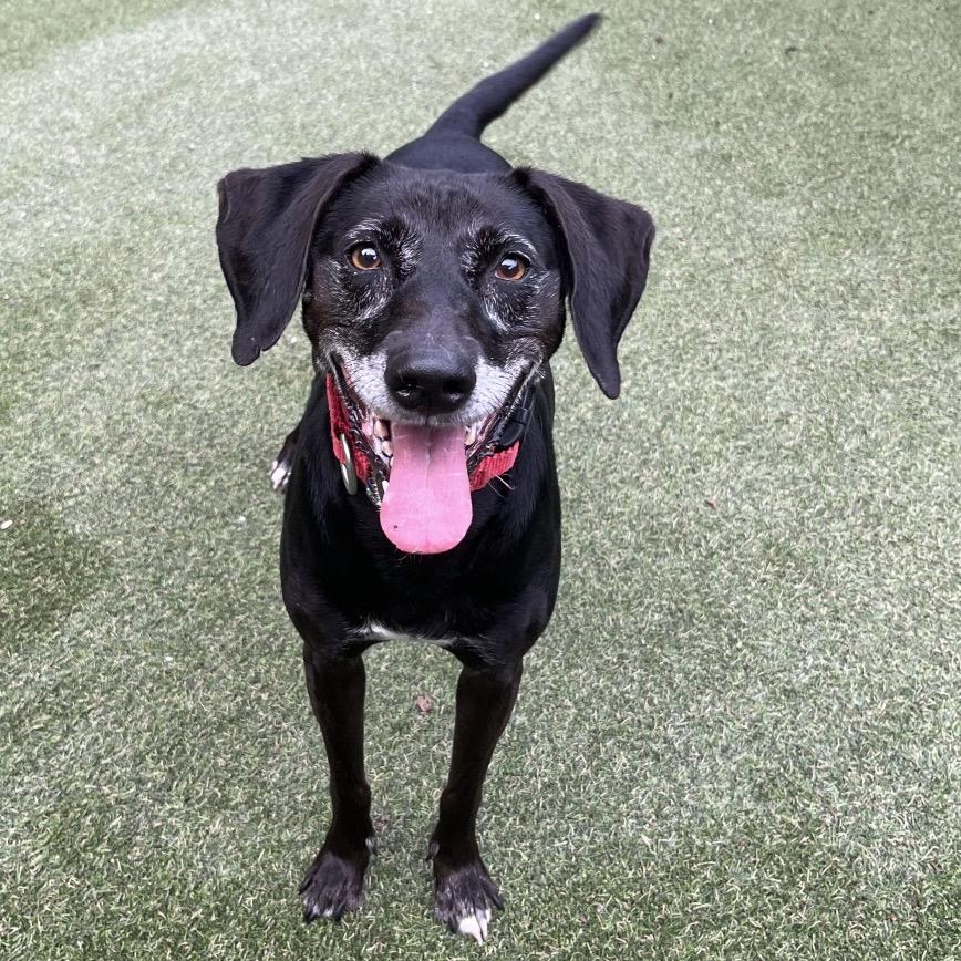 Enlarge Mellow Yellow, a Adoptable Mixed Breed in Asheville, NC image 4/4