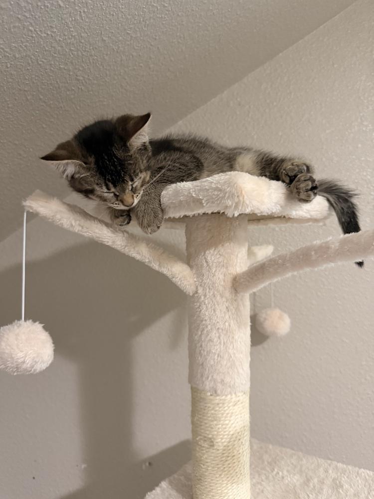 Tiramisu, Adoptable, Kitten Female Domestic Short Hair.