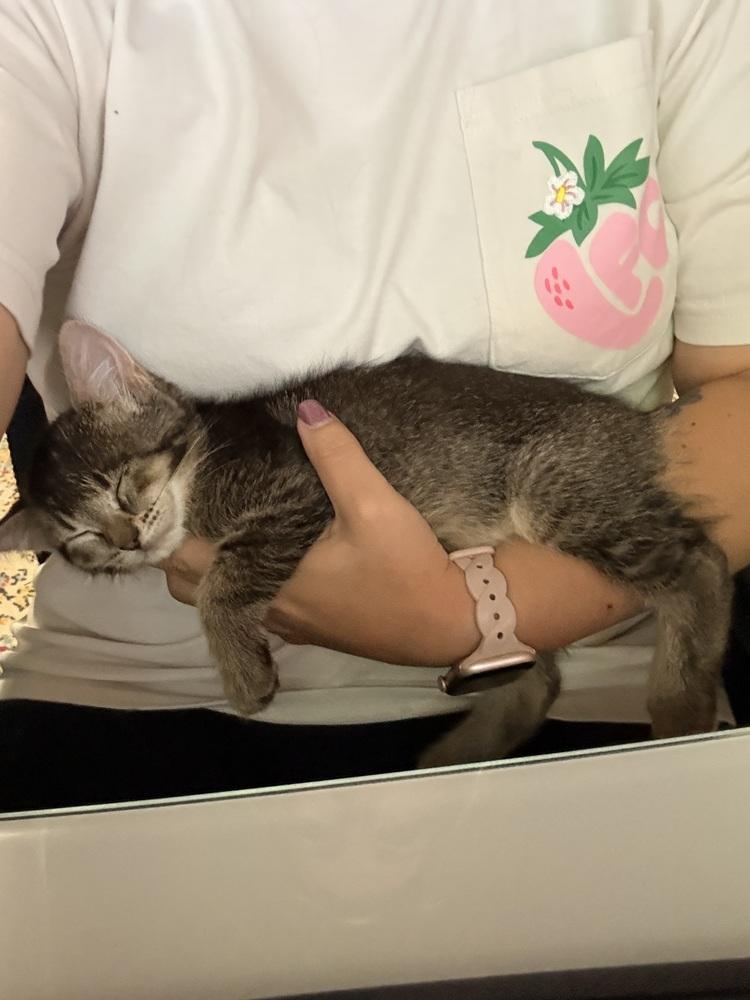 Enlarge Tiramisu, a Adoptable Domestic Short Hair in Bellingham, WA image 2/4