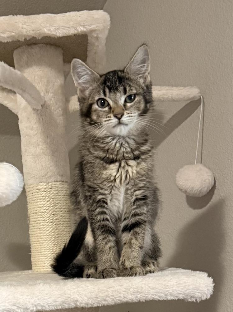 Enlarge Tiramisu, a Adoptable Domestic Short Hair in Bellingham, WA image 3/4