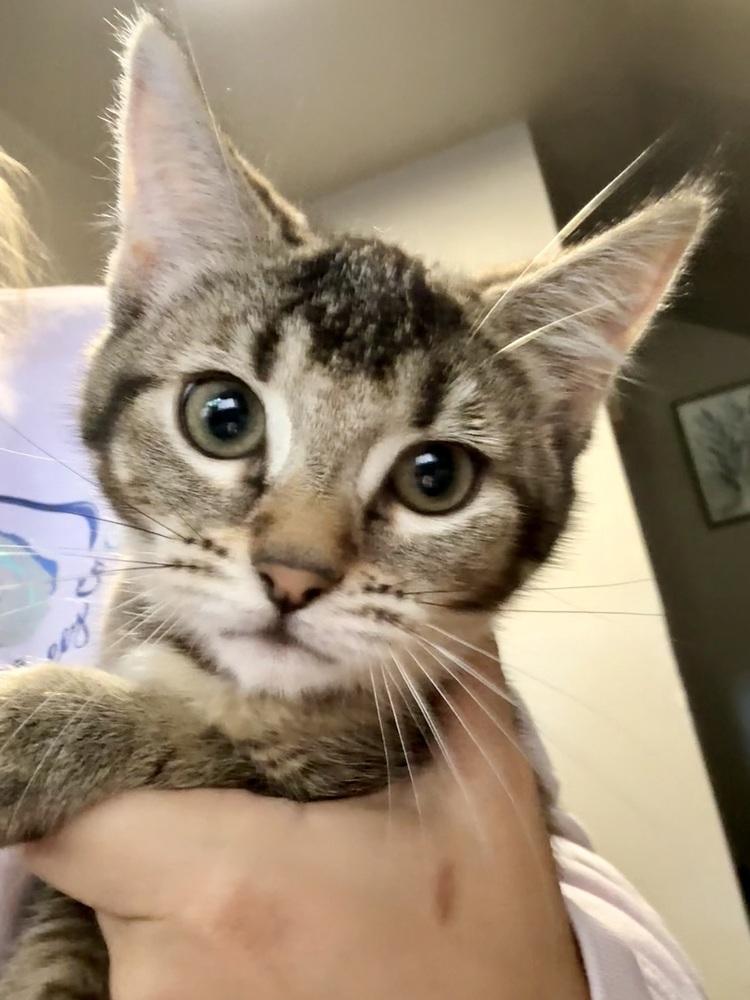 Enlarge Tiramisu, a Adoptable Domestic Short Hair in Bellingham, WA image 4/4