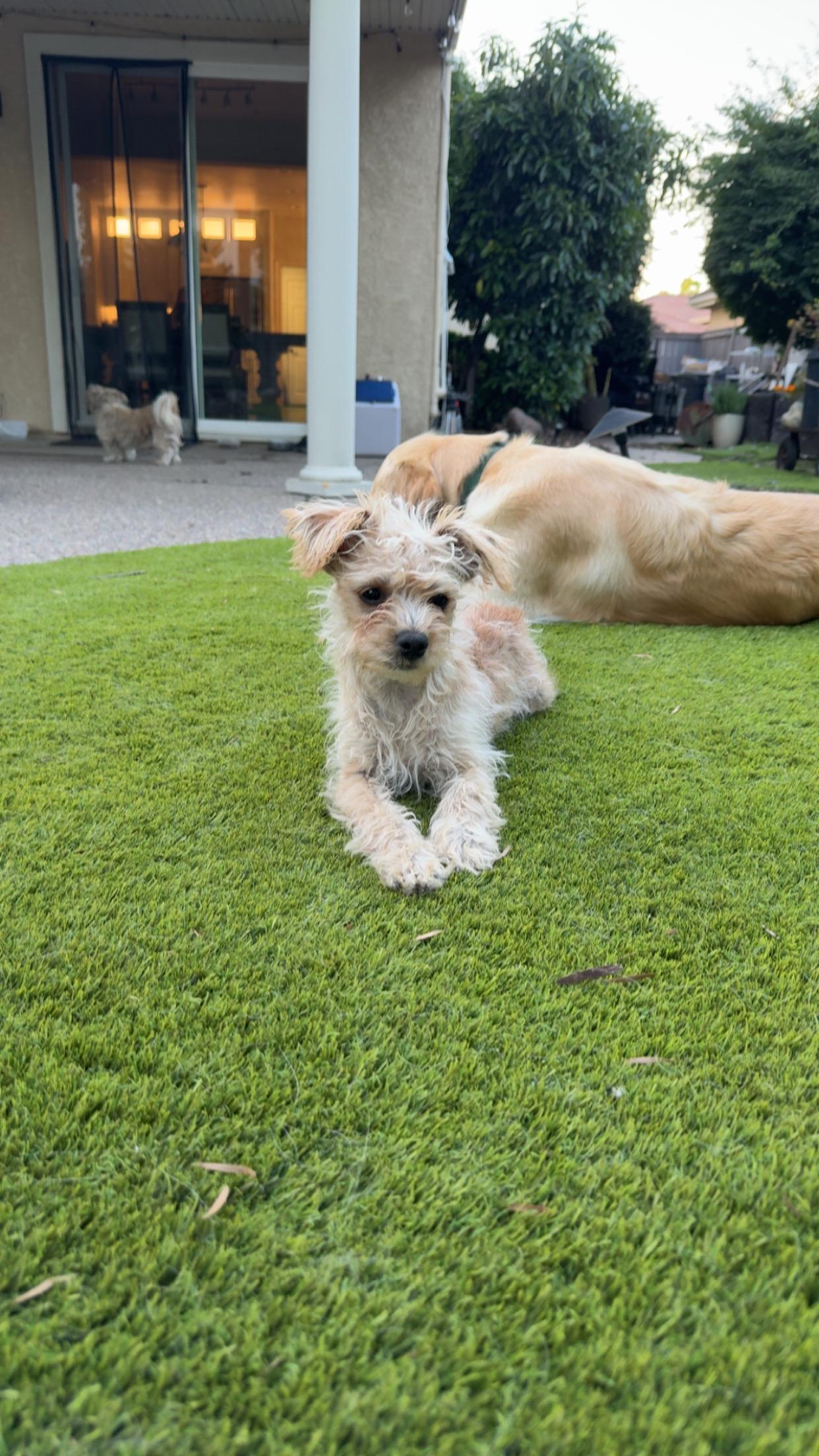 Bear, an adoptable mixed breed in Penryn, CA image 1/4