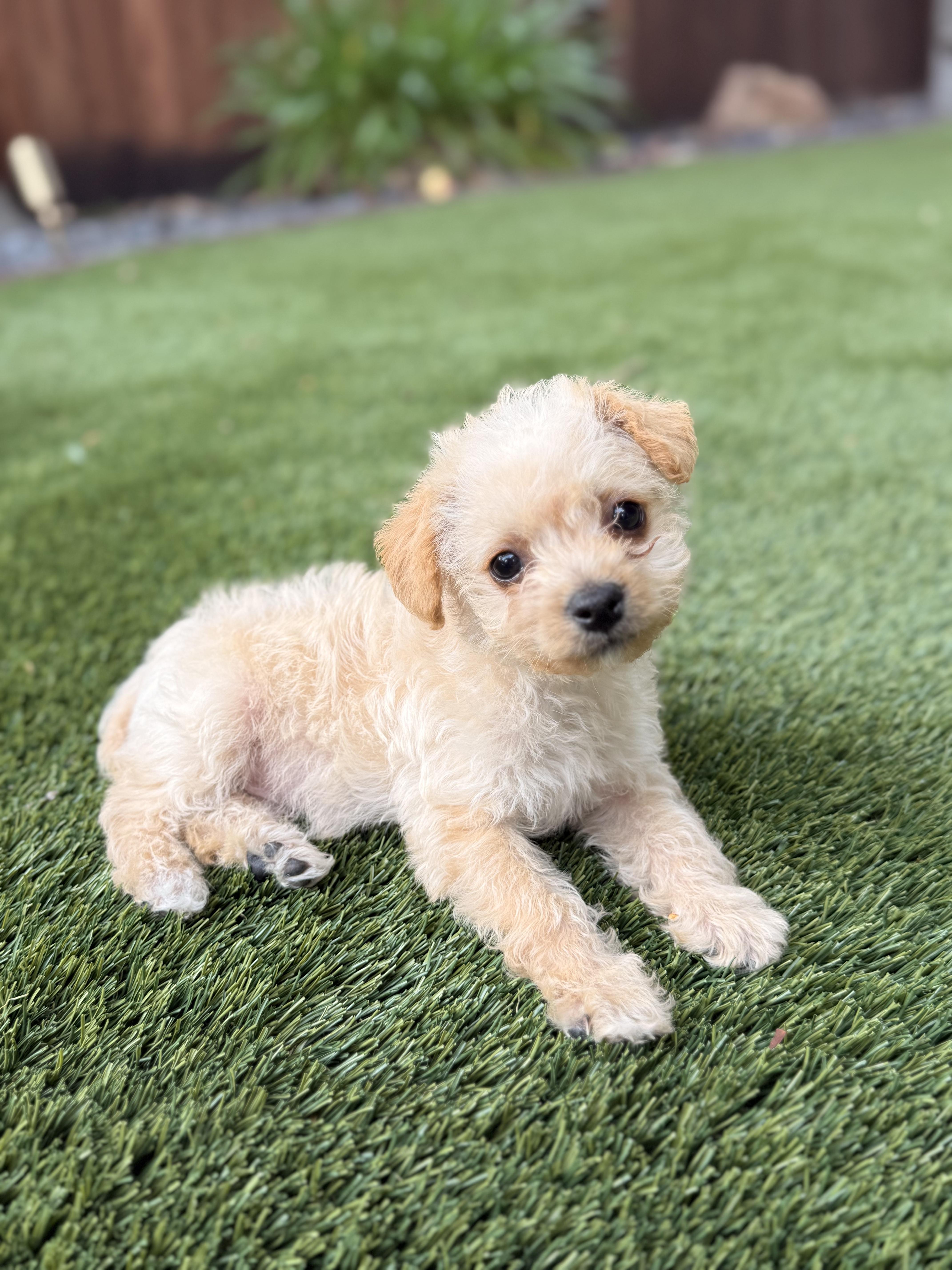 Bear, an adoptable mixed breed in Penryn, CA image 4/4