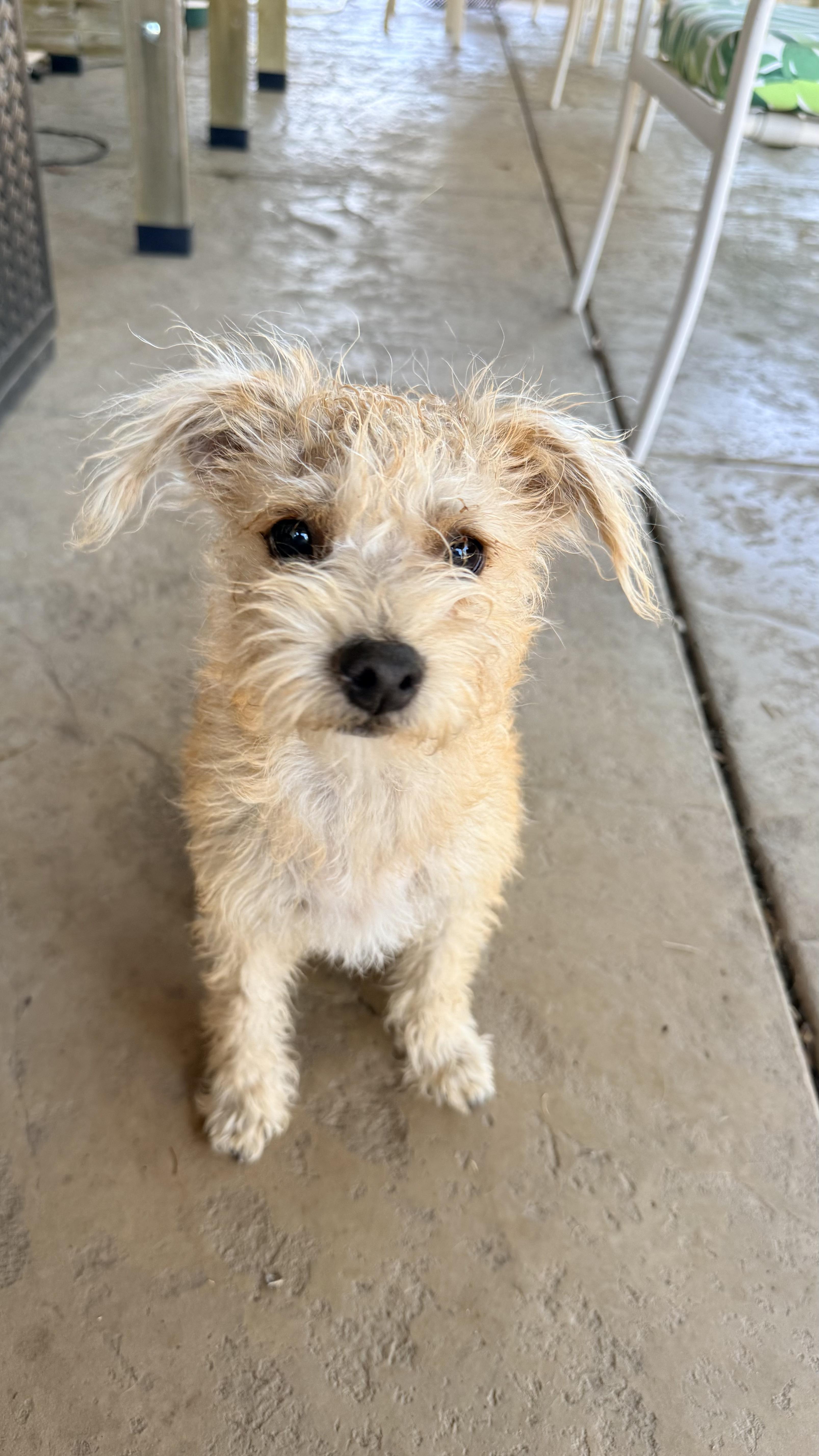 Bear, adoptable, Puppy Male Terrier.