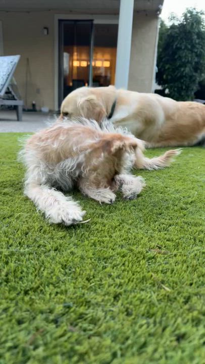 Enlarge Bear, an adoptable mixed breed in Penryn, CA video 2/4