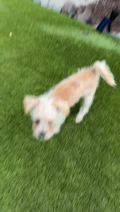 Enlarge Bear, an adoptable mixed breed in Penryn, CA video 3/4