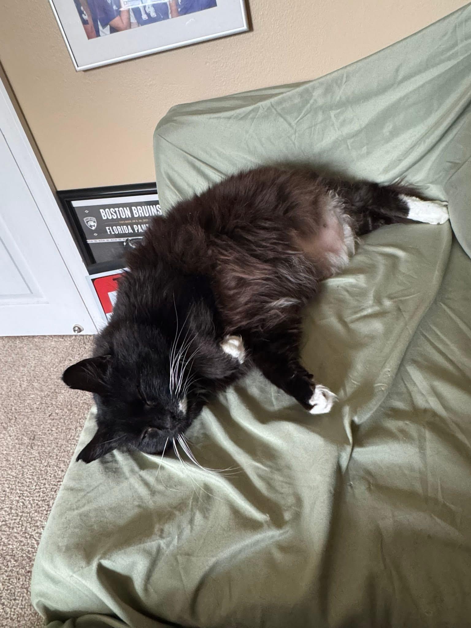 Enlarge Eli , an adopted Domestic Medium Hair in Enfield, CT image 2/4