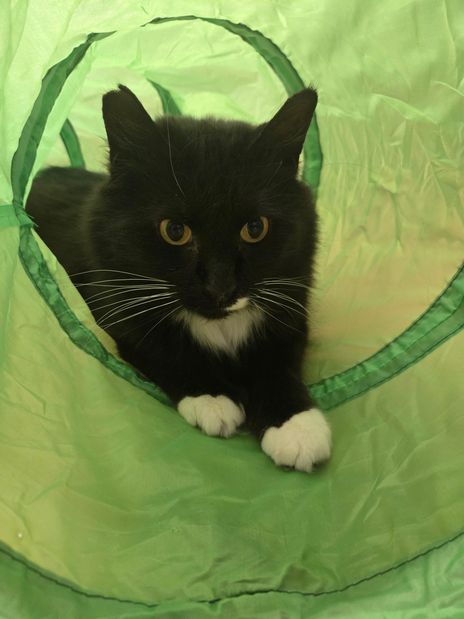 Enlarge Eli , an adopted Domestic Medium Hair in Enfield, CT image 3/4