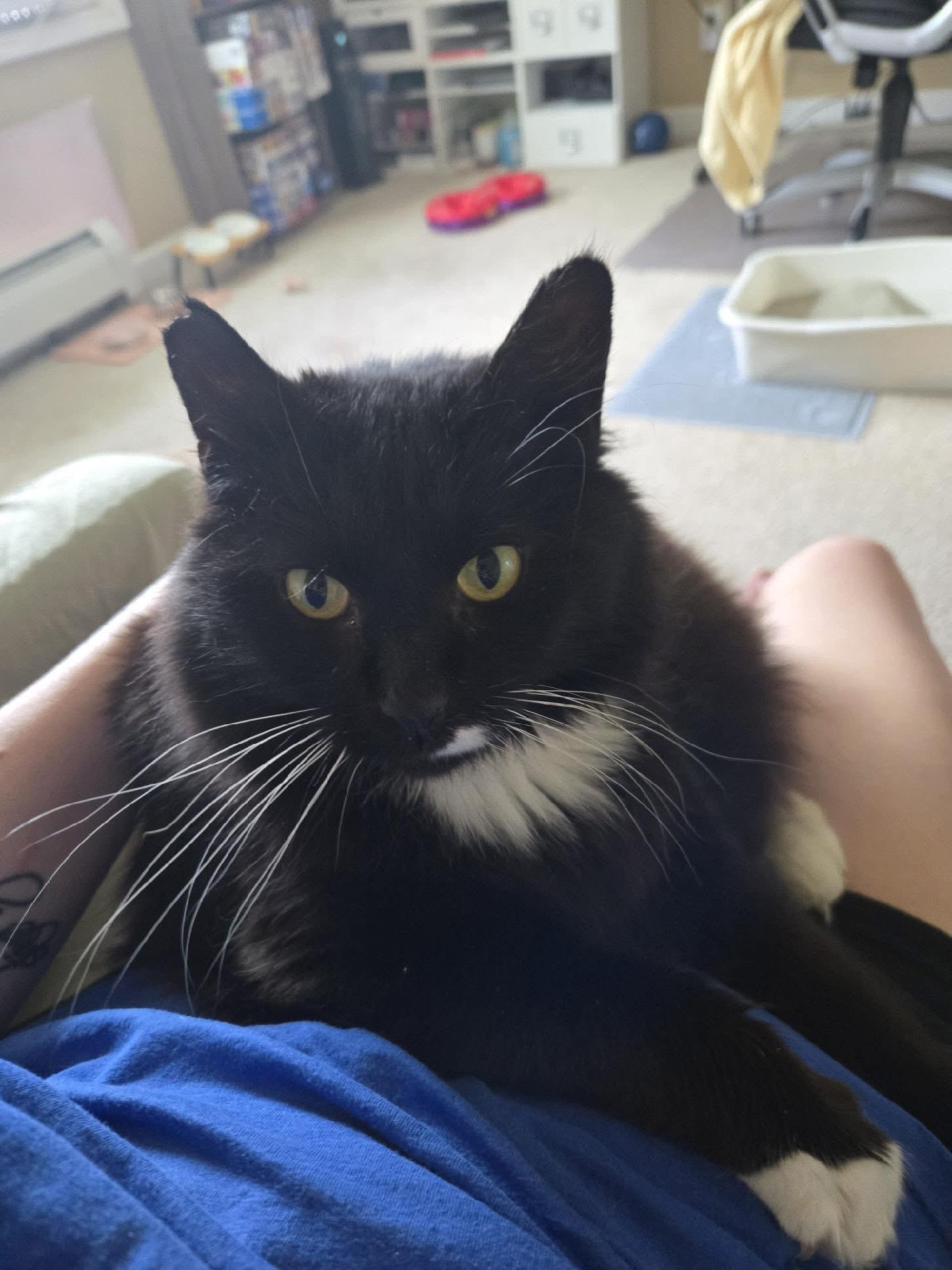 Enlarge Eli , an adopted Domestic Medium Hair in Enfield, CT image 1/4