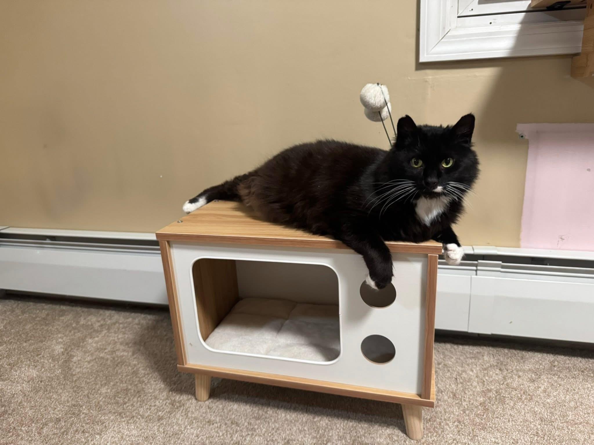 Enlarge Eli , an adopted Domestic Medium Hair in Enfield, CT image 4/4