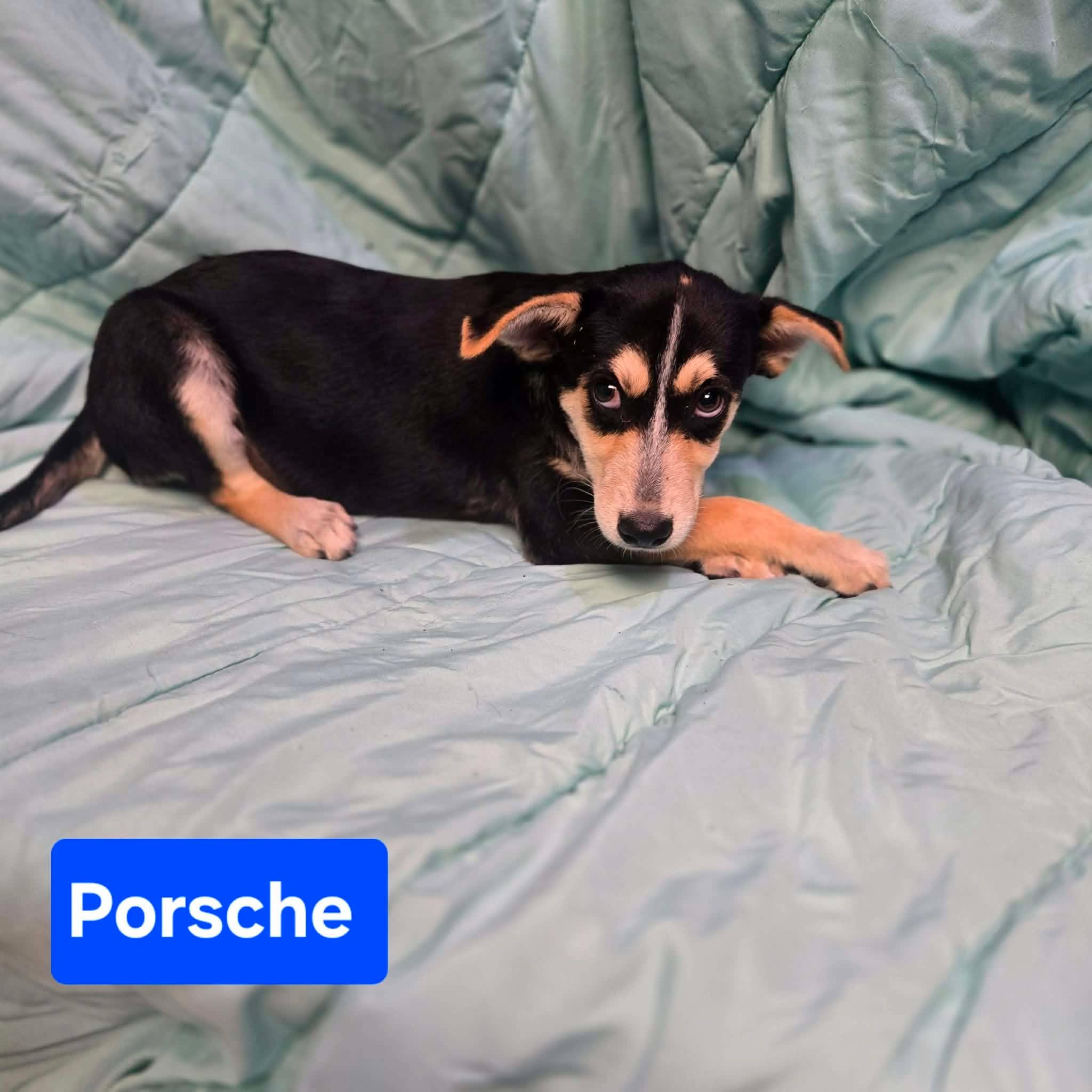 Porsche, a ADOPTABLE mixed breed in Uxbridge, MA image 3/3